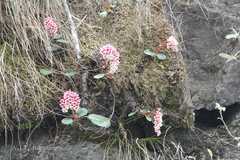 Bergenia ciliata